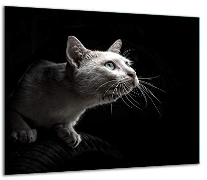 QTA | Plaque de protection universelle pour plaque de cuisson 60 x 52 cm Pour plaques de cuisson Protection contre les éclaboussures Planche a découper en verre trempé Décoration Chat Noir