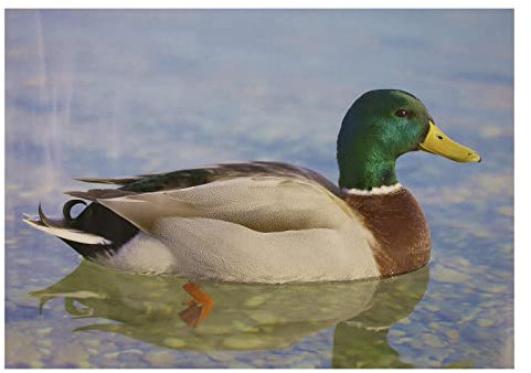 Set :10x Stronghold Tierauflage - Ente II - 30 x 42 cm - wasserabweisend/reißfest, Scheibenauflage für Pfeil und Bogen