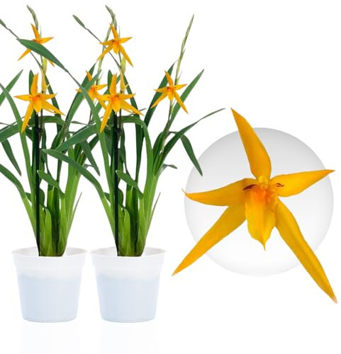 Orchideen Echte Pflanzen Brassia Anita - 2 große Zimmerpflanzen aus Holland - 30-40 cm hoch - mit Blüten und leicht duftend (Nicht künstlich, ohne Dünger und Topf, kein Samen, nicht winterhart)