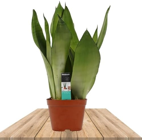 Sansevieria Trifasciata Moonshine Natural Planta de Interior Conocida Comúnmente como Lengua de Tigre