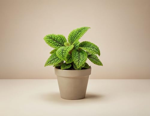 NatureHolic Pilea mollis Moon Valley - Tropische Blattschmuckpflanze mit 3D-Blattrelief - Ideal für Terrarium, Vitrine & Wohnraum - 12 cm, im 6 cm Topf