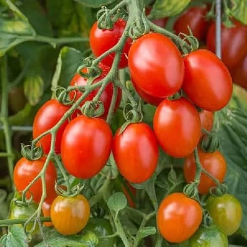 Unwins Tomato Seeds - Montello F1