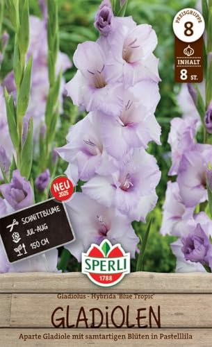 Sperli Gladiole Blue Tropic 260052 – aparte Gladiole mit samtartigen Blüten in Pastelllila - circa 150 cm hoch - Gladiolenknollen, Blumenzwiebeln