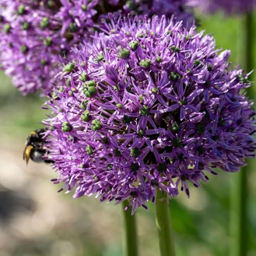 Plant in a Box - Allium Gladiator - 16- Set de Bulbes d'Oignon Ornemental - Oignon Ornemental Géant - Bulbes de Fleurs Rustiques pour Jardin, Terrasse ou Balcon