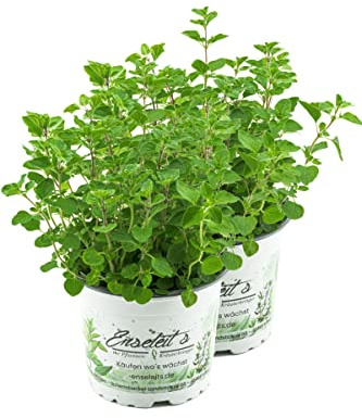 2x Majoran Origanum majorana, Kräuter Pflanze