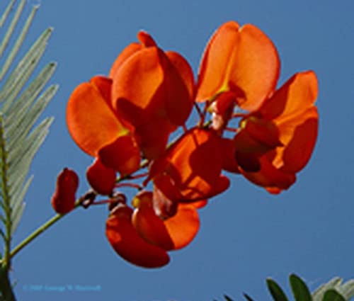 50 Semi | Scarlet Wisteria Sesbania | | Bonsai:Seeds