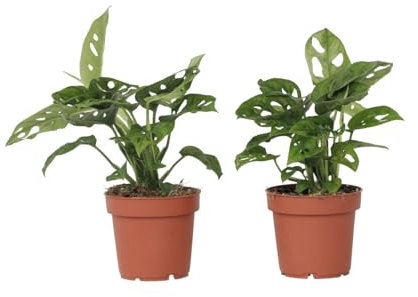 Plant in a Box - Monstera 'Affenmaske' - 2er Set - Fensterblatt - Grüne Zimmerpflanzen - Topf 12cm - Höhe 25-30cm