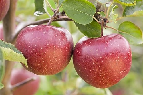 Malus/Pyrus/Prunus Zwergobst 40 cm Stammhöhe – Winterhart, Mehrjährig, Pflegeleicht – Zwergobstbaum Terrassenobst – Obstbaum für Terrasse & Balkon
