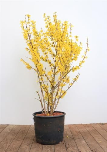 Forsythia x intermedia 'Spectabilis' 100-125 cm – Winterhart, Mehrjährig, Pflegeleicht – Forsythie – Heckenpflanze für Garten & Sichtschutz