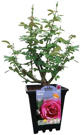 Rosal Grandiflora Rosa Natural - Flores Coloridas que Crean un Jardín Encantador