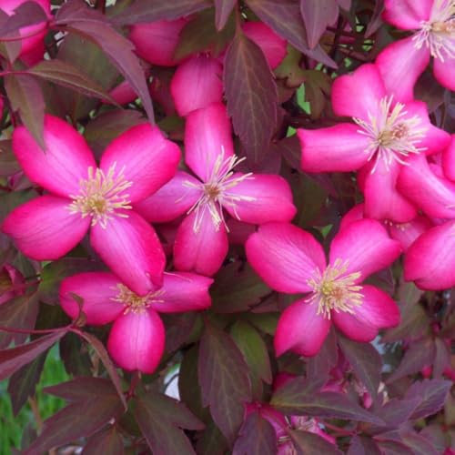 Clematis Montana 'Red Velvet Truffle' - Vigorous Climber with Cerise-Red Flowers and Dark Foliage – 1x 9cm Potted Plant by Thompson & Morgan