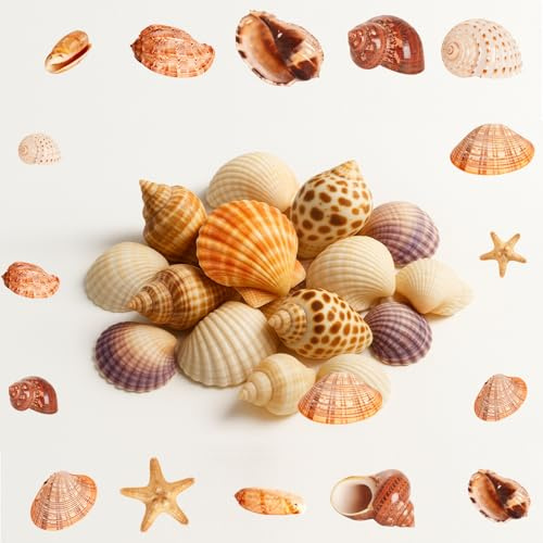 Sea Shells Mixed, 0.5KGShells for Crafting, Sea Shells for Crafts,2-8cm Natural Ocean Seashells,Seashell for Vase Fillers DIY Crafts Home Wedding Fish Tank Decorations Beach Themed Party Bag Fillers