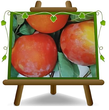 Pflaumen Autumn Giant - Obstpflanze alte Frucht auf Blumentopf 20 Baum max 170 cm – 2 Jahre Anbau Italien
