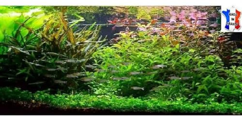 Lot plantes vivantes aquarium de 50 Plantes en 9 variétés à racines et tiges + 10 tiges gratuites