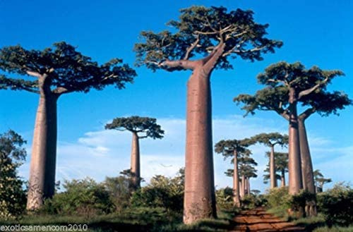 Affenbrotbaum Baobab Adansonia digitata 5 Samen