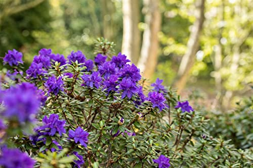 Rhododendron impeditum 'Azurika' 20–25 cm – Winterhart, Immergrün, Mehrjährig – Zwerg-Rhododendron – Kübelpflanze für Terrasse & Garten