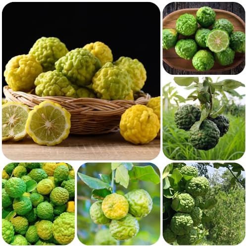 Semillas resistentes del tilo, Citrus hystrix, Los columnares son resistentes. Los enanos 200pcs