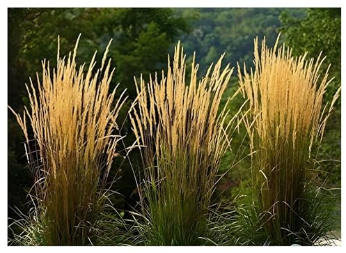 Stauden Gänge 3 x Calamagrostis x acutiflora 'Waldenbusch' Reitgras | Mittelhohes Ziergras für Sonne bis Halbschatten, Blüte Juni bis August, mehrjährig, 1 L Topf (11x11 cm)
