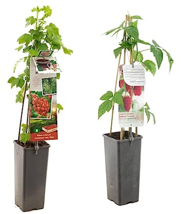 Planta de la Grosella + Planta de la Frambuesa Naturales: Cultivas tus Propios Frutos Rojos