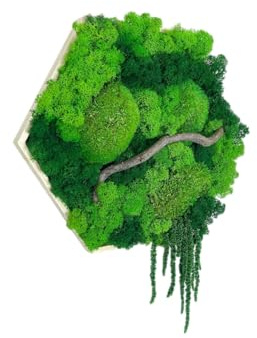 Gedankenwunder Manufaktur Island Ranke & Ast Moosbild Hexagon Sechseck Islandmoos & Ballenmoos