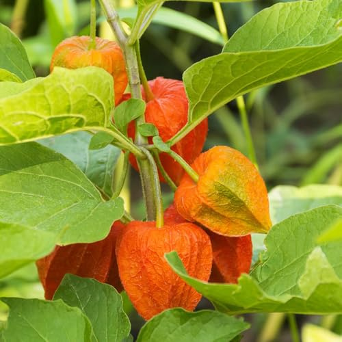 semi resistenti physalis, di aiuole rialzate da giardino interno perenni Acquista biologici 250pcs