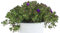 Mesen Suculenta Natural Planta Resistente y Ornamental de Exterior