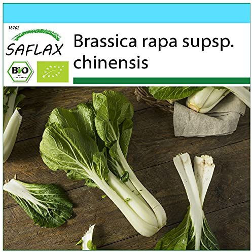 SAFLAX - Gift Set - Organic - Chinese Mustard Cabbage - Pak Choi - 300 Seeds - with Gift Box, Card, Label and Potting Substrate - Brassica rapa supsp. chinensis