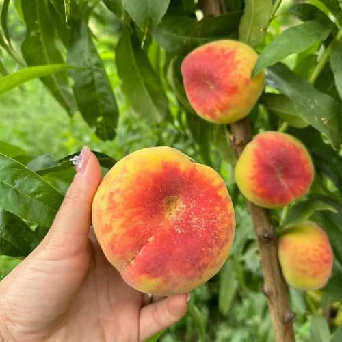 semi di pesco a colonna - fresca estremamente resistenti per biologici da giardino 55pcs