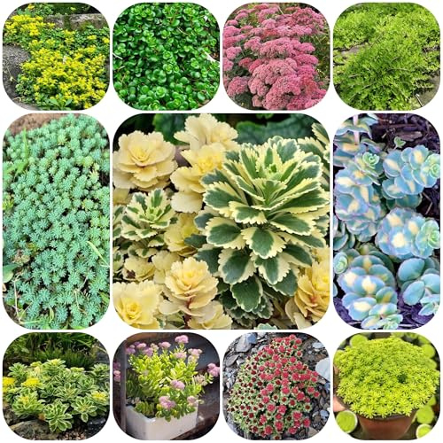 semillas de sedum, resistentes al aire libre de sedum, otoño la ación resistentes al aire libre 35pcs