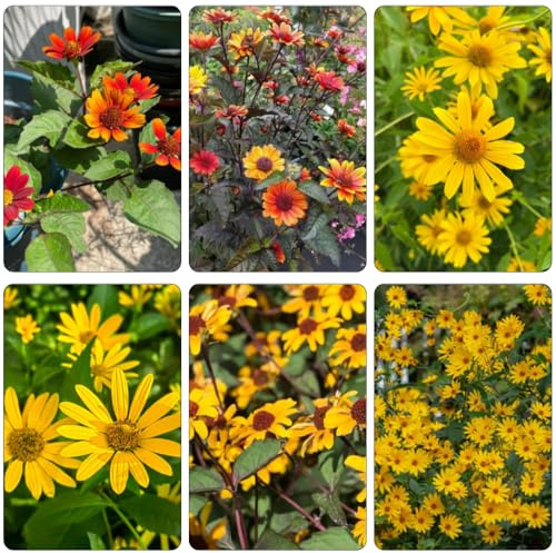 SonnenaugeSamen - Heliopsis helianthoides blumendeko wildkräuter zimmerbonsai bonsai winterharte balkonpflanzen schnittblumen pflanzensamen exotisch frühlingsblumen kräutersamen 40samen