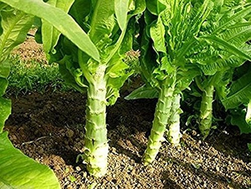Celtuce cinese, Asparagi Lattuga, Grandi Stem lattuga sedano semi di lattuga