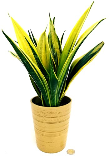 POWERS TO FLOWERS - SANSEVERIA GOLDEN FLAME IN VASO CERAMICA ORO, vaso 13cm, pianta vera