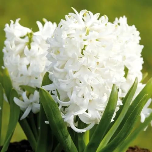 Graines de fleurs de jacinthe 80 pièces blanches