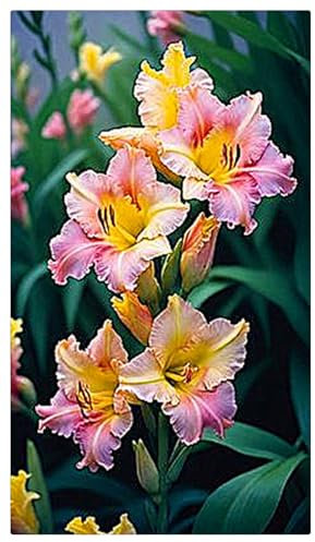Gladiolenzwiebeln,Gladiolen Zwiebeln Winterhart,Viele Blumen, Winterhart,Gladiolen Knollen,Gladiolen,Gartenzwiebeln,FrüHblüHend, Zauberzwiebeln-10zwiebeln-A