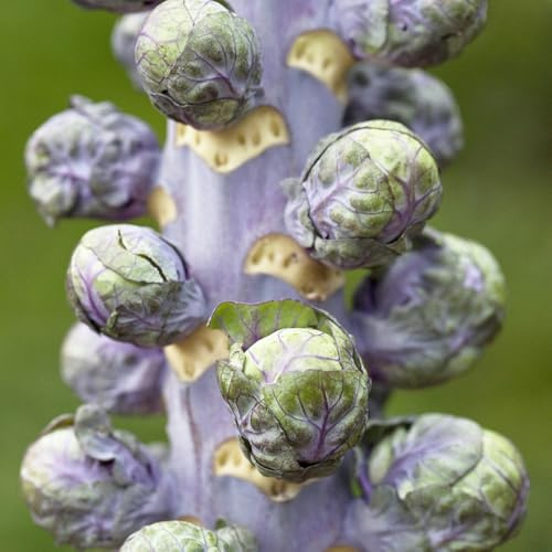 rosenkohl bio - seltene alte sorten winterharte garten 100samen