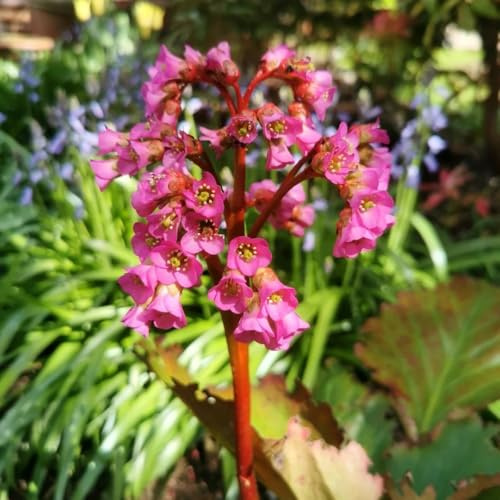 Semillas de otoño de Bergenia, jardin Bergenia cordifolia - balcón resistentes para lugares soleados perennes 250pcs