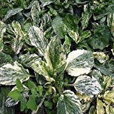 Piantaggine semivariegato (Plantago major variegata) 30 + grani (60+)