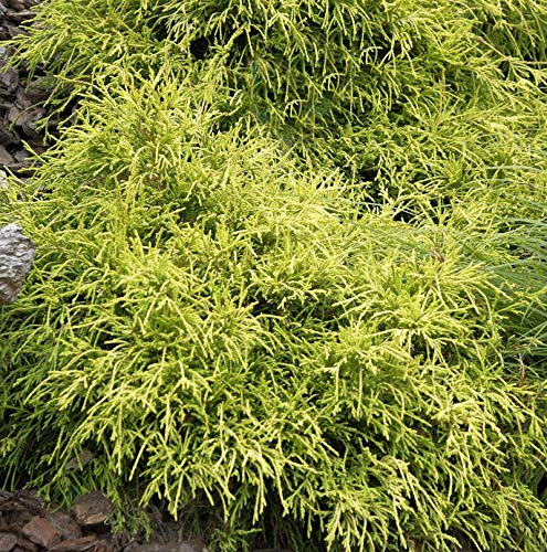 Gelbe Fadenzypresse Sungold 30-40cm - Chamaecyparis pisifera - lebende Gartenpflanze aus den Baumschulen
