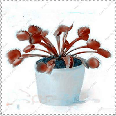 Seeds. 50 PCs/Dionaaaaaaaaaaaaaaaaa giant giant clips of venus fly trap seeds insectivorous garden of The plant of The rare family bonsai vase plants: 7: Only Seeds