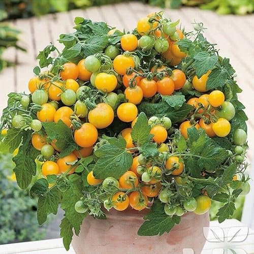 Tomato Seeds Gold Nugget - Yellow Cherry Tomato Dwarf Variety Plant Seed