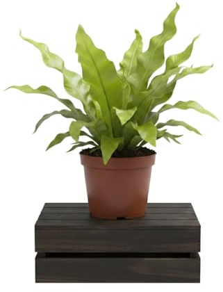 DECOALIVE Asplenium Nidus Crispy Wave Asplenio Helecho Natural de Interior Maceta de 12 cm de Diámetro Planta 20 cm