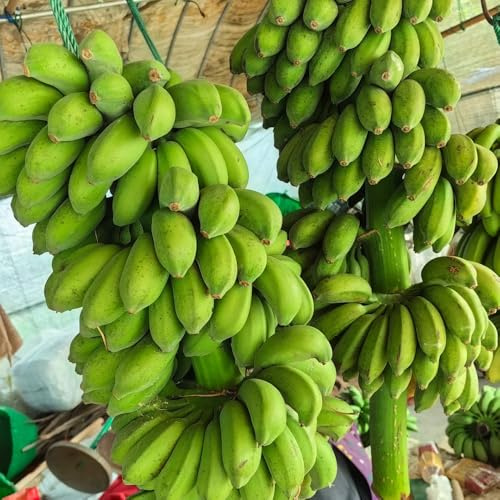 semi di banano rupestri giardino roccioso per esterni bacche copertura del terreno 90pcs