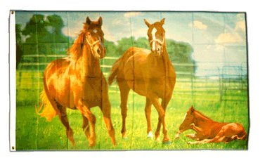 Flaggenfritze Fahne/Flagge Pferde 2 + gratis Sticker