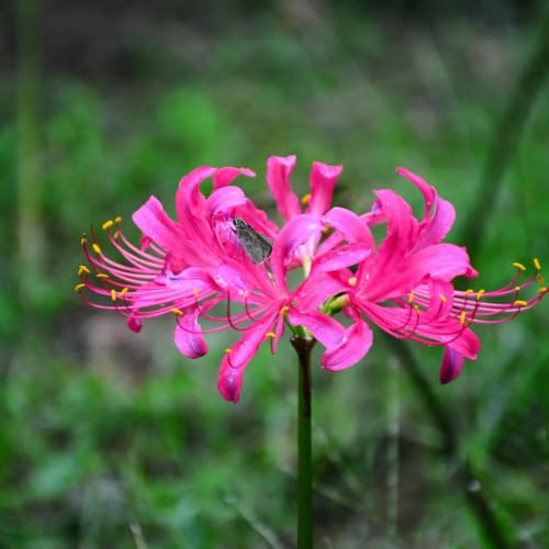 lirio araña - bulbos de de temprana Lycoris radiata Decoraciones jardín exteriores en, silvestres, decoración otoño 4bulbos