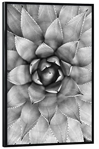 artboxONE Poster mit schwarzem Rahmen 30x20 cm Schwarz-weiß Natur Agave Photography - Bild agave cactus kaktus