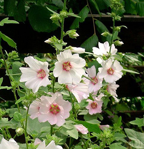 Buschmalve Barnsley - Lavatera Olbia - lebende Gartenpflanze aus den Baumschulen