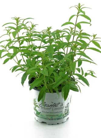 Maria Luisa Planta - DECOALIVE - Planta Viva Hierbaluisa - Planta para Infusiones muy Aromática