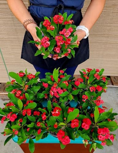 POWERS TO FLOWERS - EUPHORBIA VULCANA ROSSA, 6 PIANTE, VASO 13CM, spina di cristo, piante vere
