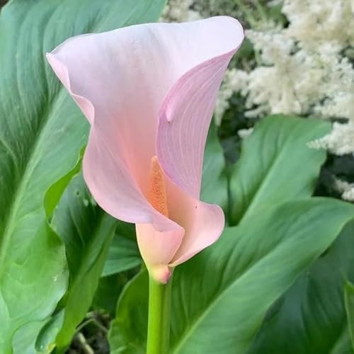 Calla Lily Bulbs,Garden Flowers,Calla Lily Bulbs for Planting Now UK,Plant Bulbs,Cut Flowers,Hardy Perennial,Wedding Flowers,Strong Plants That Grow Well-4bulbs-E