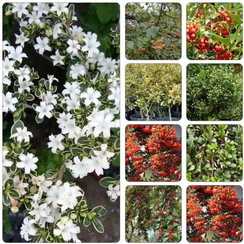 semi di agrifoglio - Ilex aquifolium giardino semi giardino interni decorazione balcone scalatrici resistenti crescita rapida bonsái perenni 300pcs